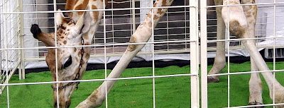 The new black…….