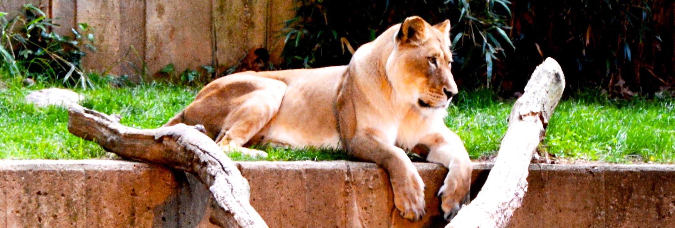 What’s for Dinner….