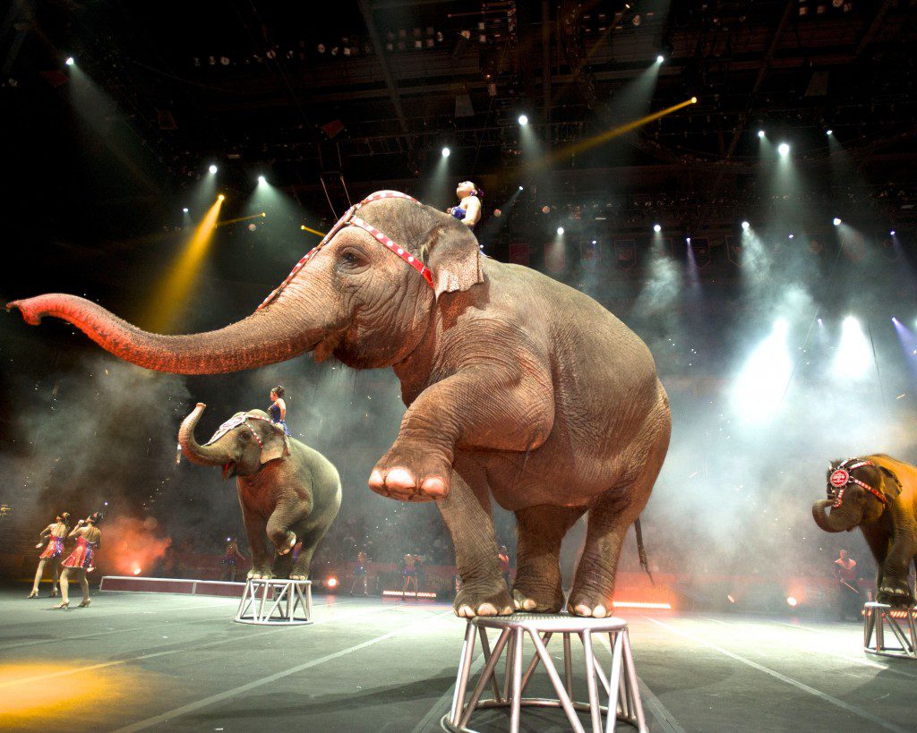 Ringling Bros Elepant