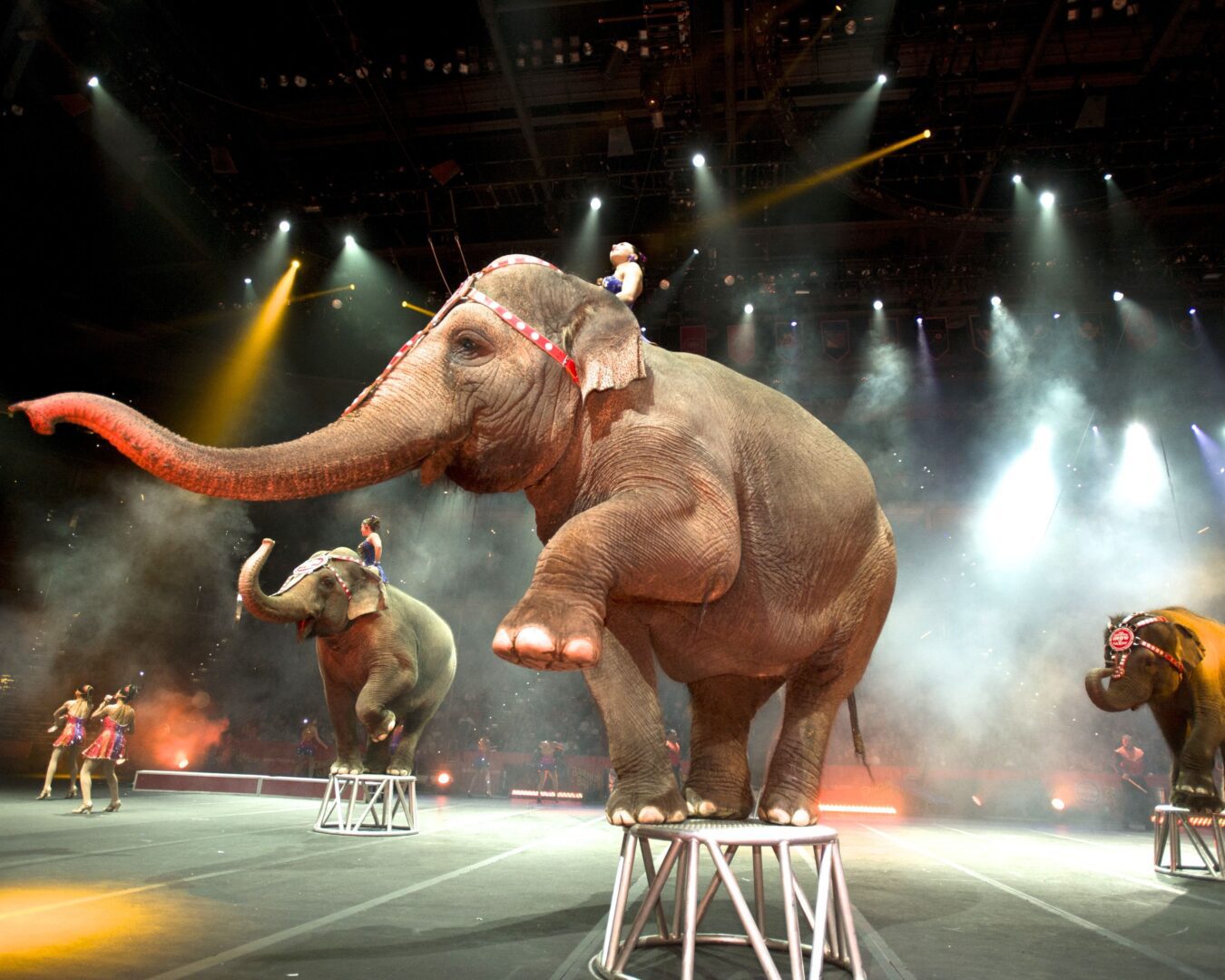 Танец слоники. Цирк братьев Ринглинг. Цирковые животные. Цирковые слоны. Слоны в цирке.