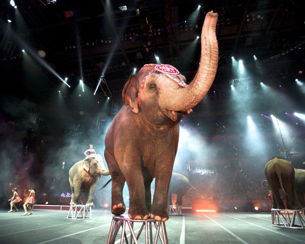 Ringling Bros Elephants