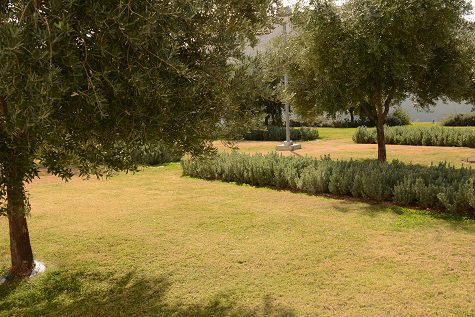 An embassy garden full of olive trees and Mediterranean flore