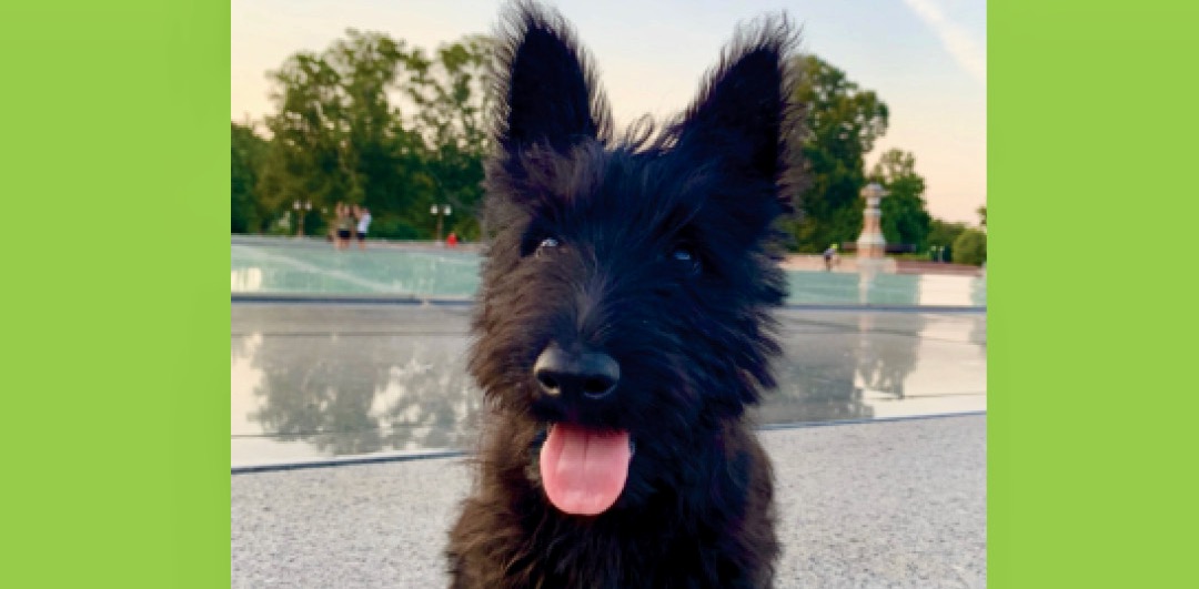 Cutest Pets on Capitol Hill…